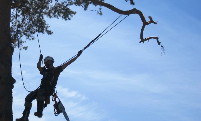 Rope access specialist hanging on the tree preparing it to trim.